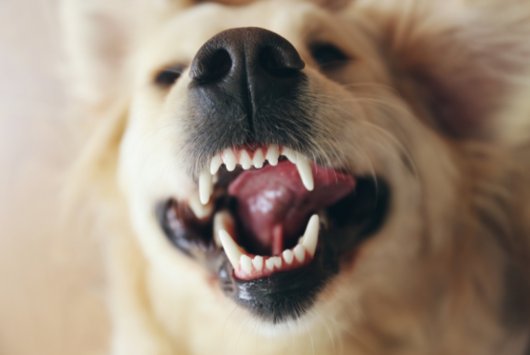 Clinical trial shows Specialty Enzymes & Probiotics' Bactase Pet PB reduces plaque and gingivitis in dogs by up to 67%