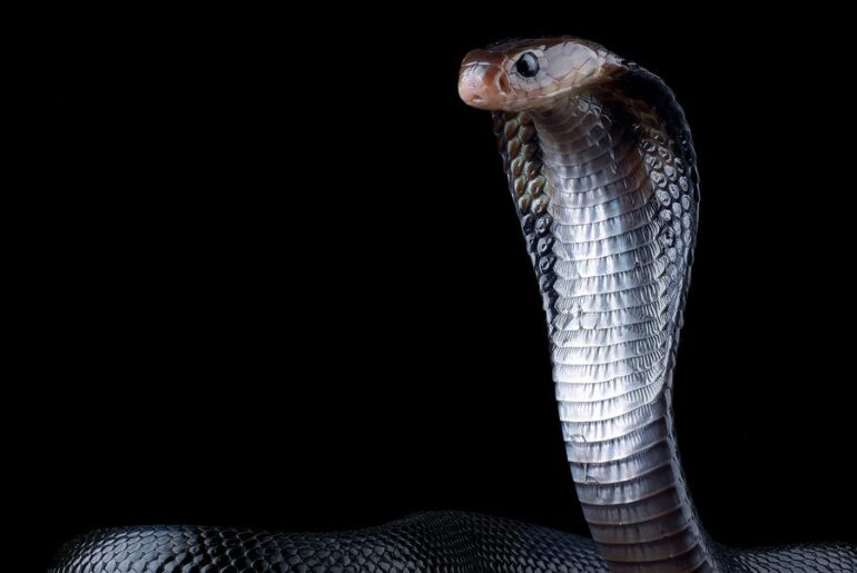 A Man Let Snakes Bite Him For 20 Years—His Immune System Is a Marvel