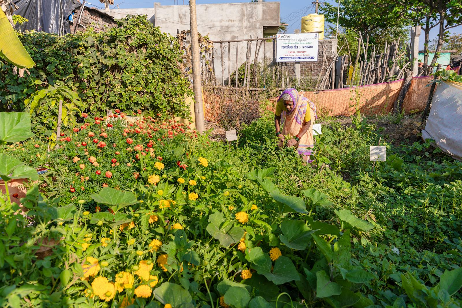 community garden sunlight