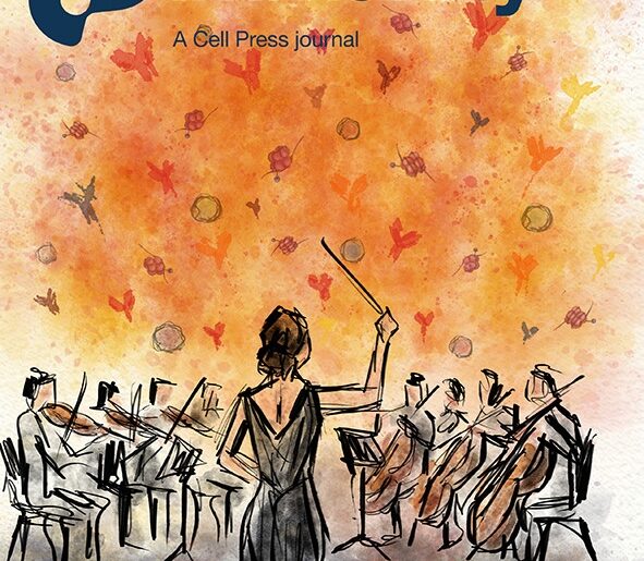 Illustration showing a conductor in front of a musical orchestra. The conductor is holding up a baton, and the orchestra is playing. Instead of musical notes, there are antibody structures and immune cells above them.