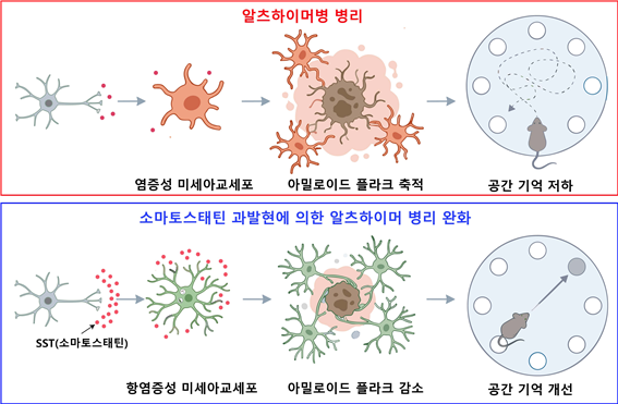 The process of how Alzheimer's pathology is alleviated through the regulation of microglia by somatostatin. Provided by DGIST.