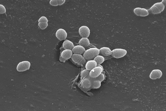 Bacteria Suppress Immune Defenses in Wound Infections