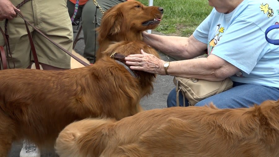 Dogs being pet at WV Fitness (WBOY Image)