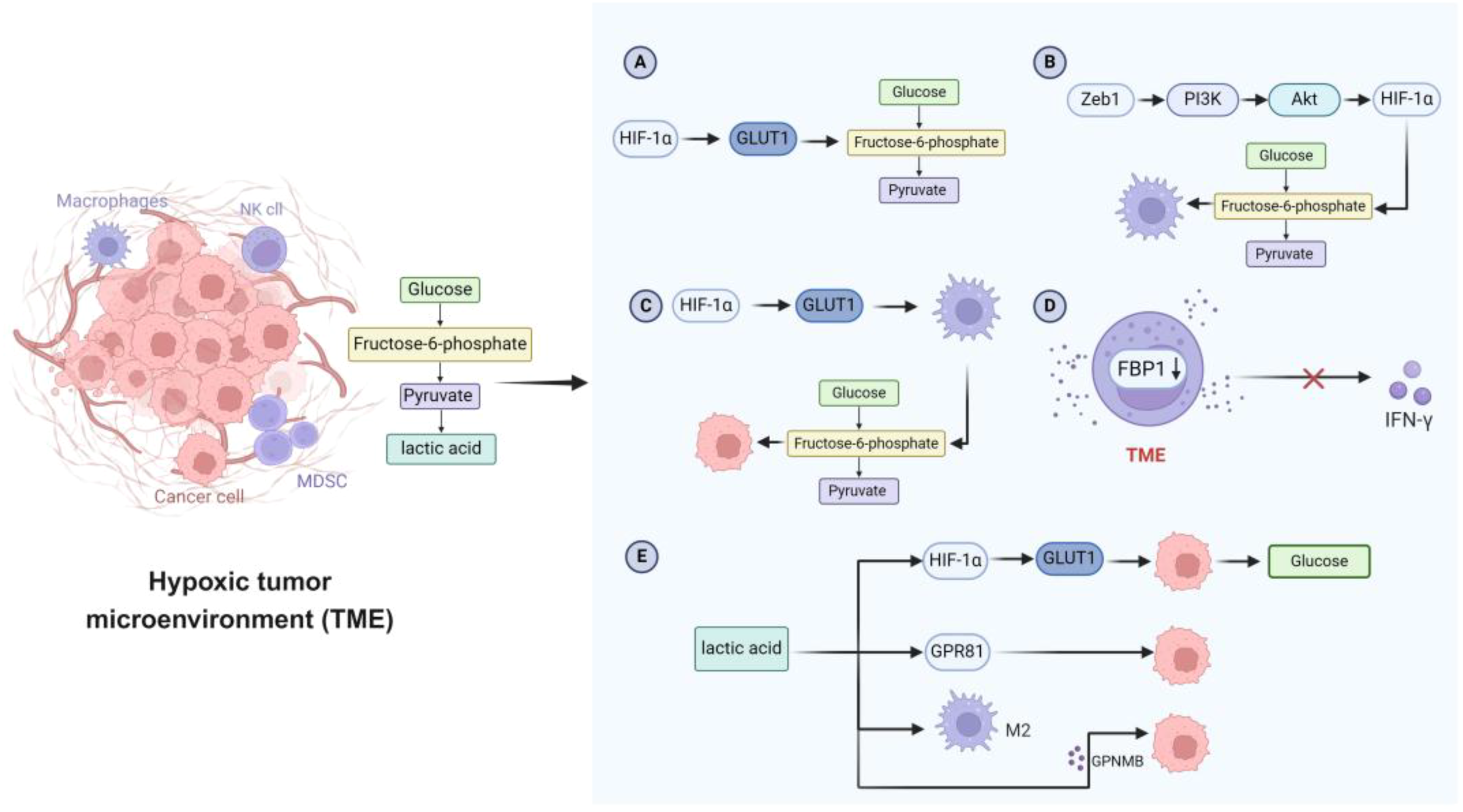 Diagram illustrating the hypoxic tumor microenvironment (TME) processes. It shows the roles of macrophages, NK cells, MDSC, and cancer cells in glucose metabolism. Pathways labeled A to E depict interactions with HIF-1α, GLUT1, PI3K, Akt, and GPR81. The diagram includes glucose, fructose-six-phosphate, pyruvate, and lactic acid as metabolic products and processes involving FBP1 and TME interaction with IFN-γ.