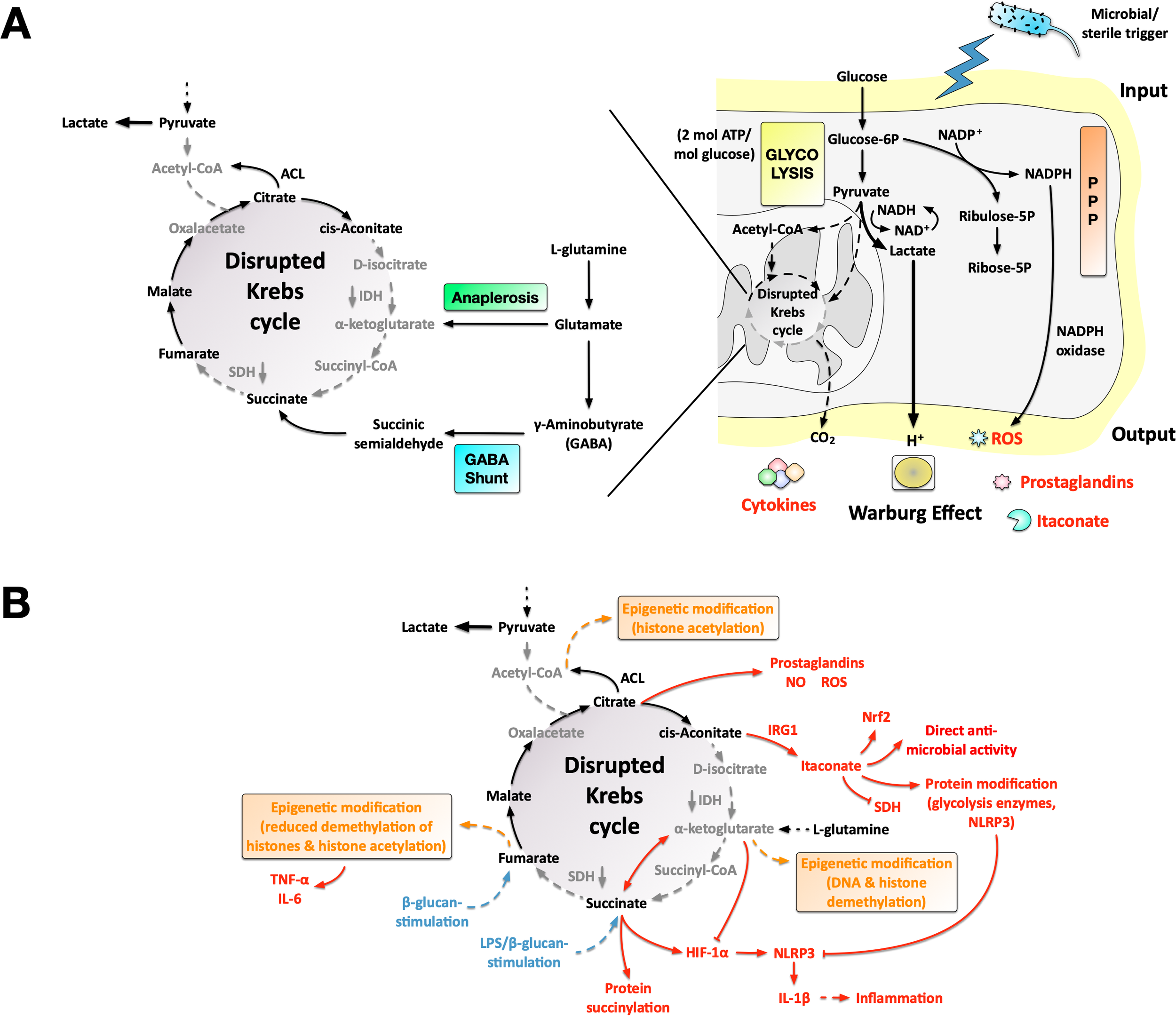 Diagram displaying metabolic pathways related to the disrupted Krebs cycle. Panel A illustrates how microbial or sterile triggers induce metabolic changes in the cell, which leads to the production of effector molecules. Instead of acetyl-CoA, the generation of lactate is increased, resulting in Warburg Effect as well as a disrupted Krebs cycle. Panel B depicts how Krebs cycle intermediates of a disrupted cycle get used to generate immune effector molecules, like cytokines, to modify proteins or for epigenetic modifications of DNA or histones. Both panels emphasize the metabolic adaptation of APCs with a mainly glycolytic phenotype.