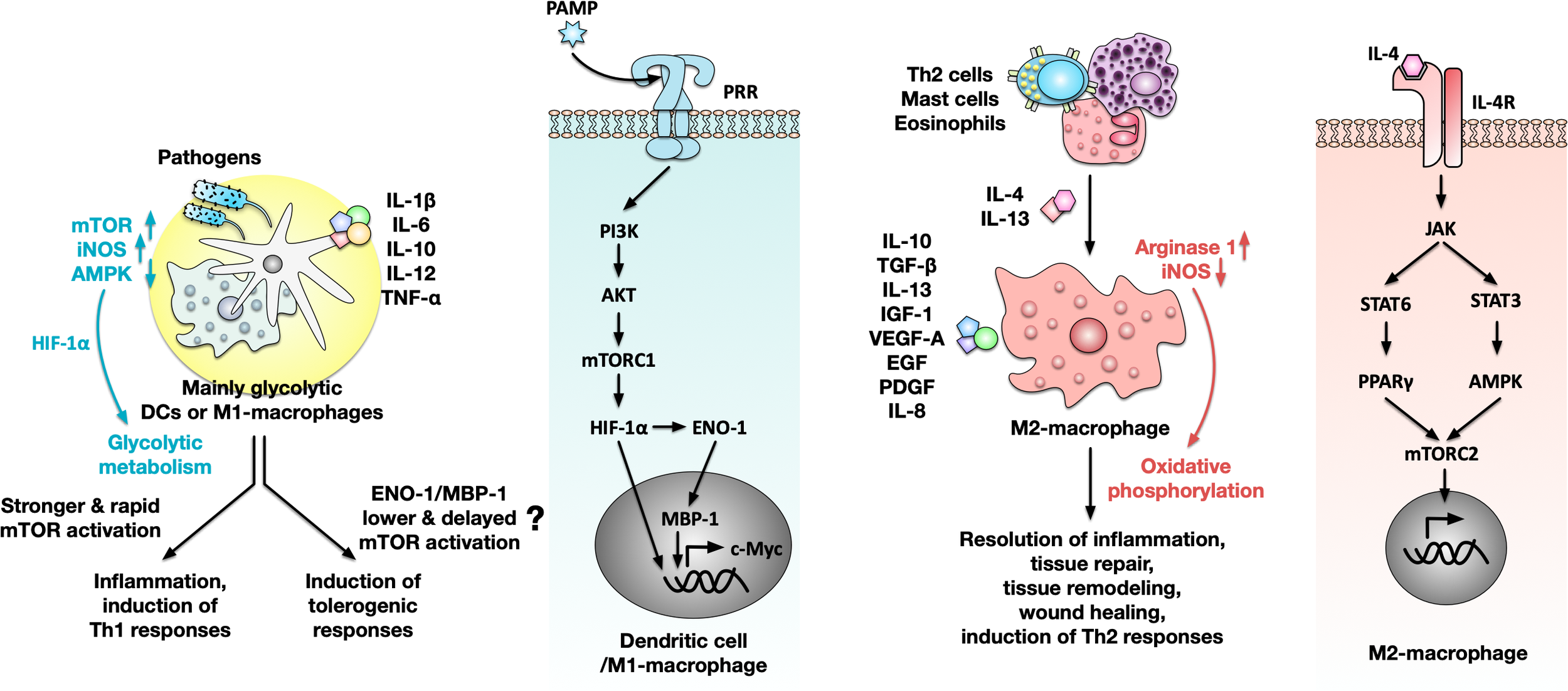 Diagram illustrating macrophage polarization pathways for DCs, M1, and M2 macrophages. Left: Mainly glycolytic DCs or M1 macrophages recognize pathogens, promoting glycolytic metabolism and Th1- or regulatory responses. Signaling pathway of pattern recognition receptors including mTORC1, HIF-1α, and ENO-1 is shown. Right: M2 macrophages sense cytokines released by other immune cells, leading to oxidative phosphorylation and resolution of inflammation or Th2 responses. IL-4 receptor signaling pathways, highlighting JAK/STAT and mTORC2 is shown.