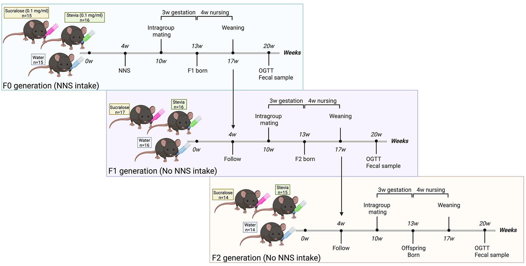 Diagram illustrating a three-generation mouse experiment tracking the effects of non-nutritive sweetener (NNS) intake. F0 generation receives sucralose, stevia, or water, then breeds and offspring are followed through F1 and F2 generations with key timepoints marked for gestation, nursing, weaning, intragroup mating, and oral glucose tolerance test (OGTT) and collection of fecal samples at week twenty.