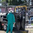 WC's FMD cases stable, with plan to bolster herd immunity: Winde