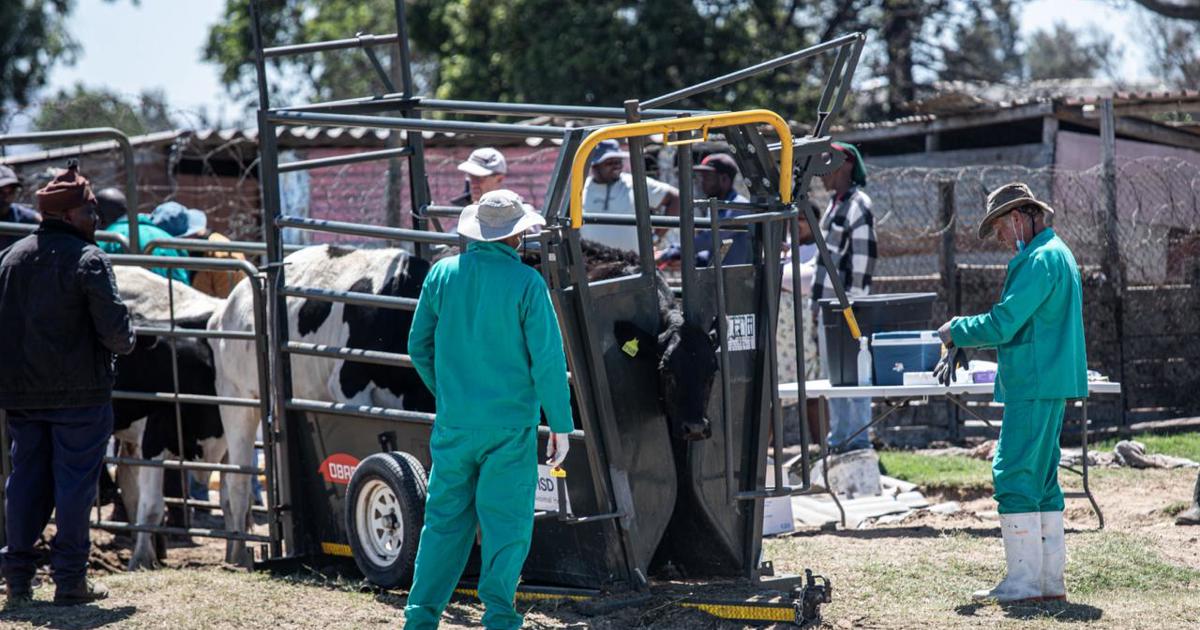 WC's FMD cases stable, with plan to bolster herd immunity: Winde