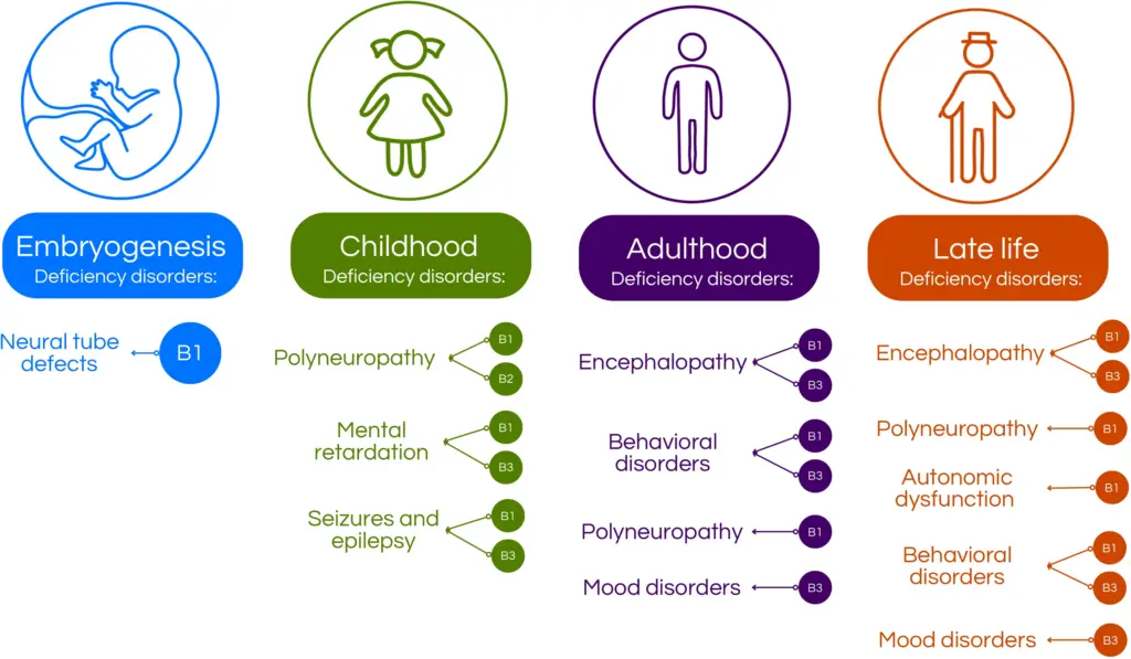 Diagram illustrating deficiency disorders across life stages related to vitamins B1, B2, and B3. Embryogenesis links neural tube defects to B1. Childhood shows polyneuropathy, mental retardation, seizures, and epilepsy associated with B1, B2, and B3. Adulthood connects encephalopathy, behavioral disorders, polyneuropathy, and mood disorders to B1 and B3. Late life links encephalopathy, polyneuropathy, autonomic dysfunction, behavioral disorders, and mood disorders to B1 and B3.