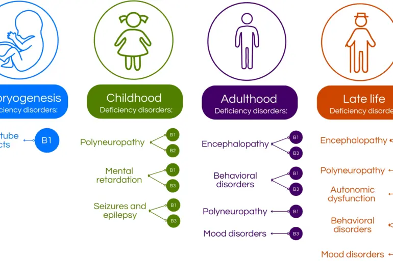 Diagram illustrating deficiency disorders across life stages related to vitamins B1, B2, and B3. Embryogenesis links neural tube defects to B1. Childhood shows polyneuropathy, mental retardation, seizures, and epilepsy associated with B1, B2, and B3. Adulthood connects encephalopathy, behavioral disorders, polyneuropathy, and mood disorders to B1 and B3. Late life links encephalopathy, polyneuropathy, autonomic dysfunction, behavioral disorders, and mood disorders to B1 and B3.