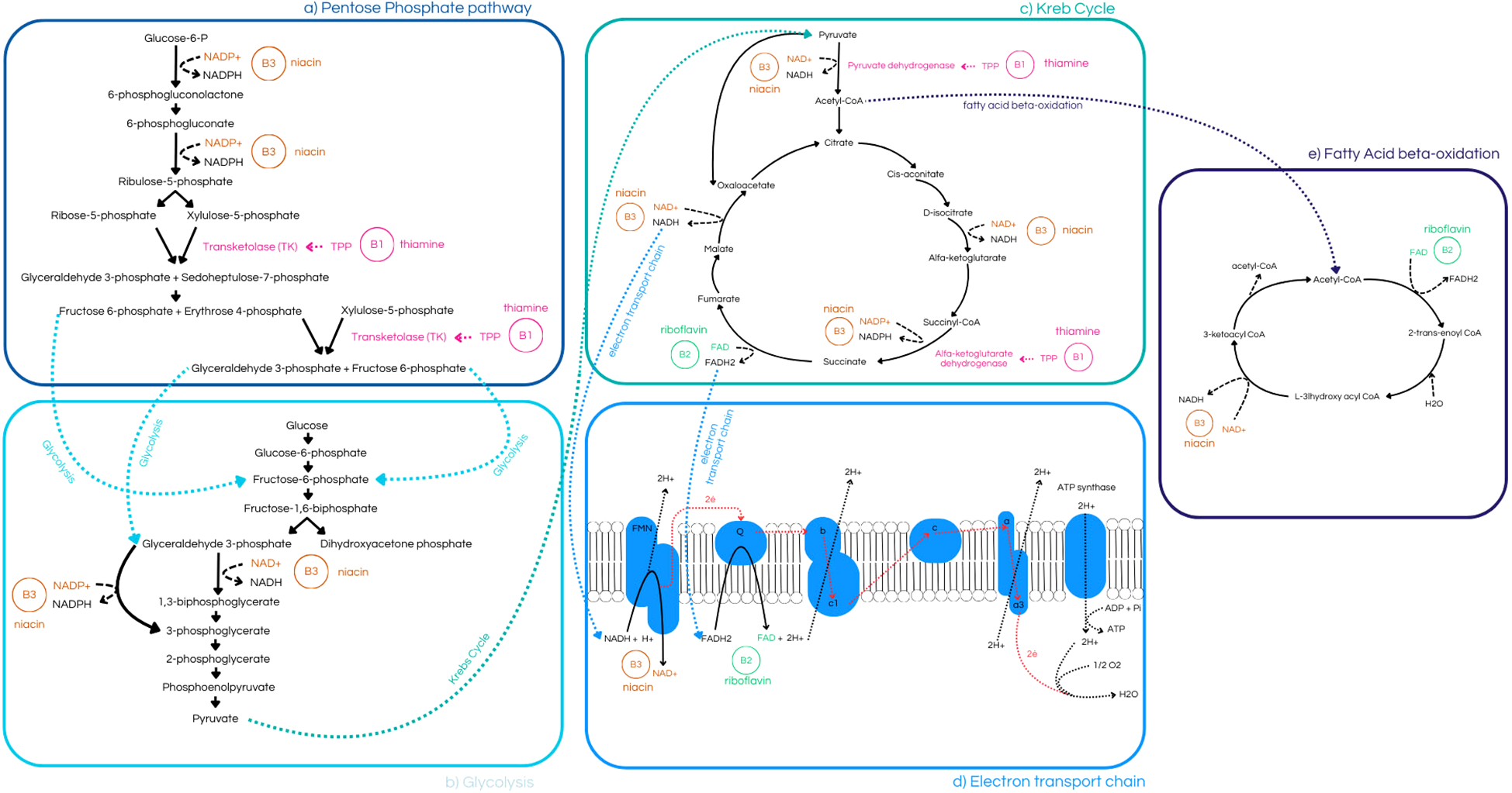 Diagram showing metabolic pathways: (a) Pentose Phosphate Pathway, converting Glucose-6-P to Ribulose-5-phosphate with B3 and B1 involvement. (b) Glycolysis, outlining Glucose to Pyruvate with B3. (c) Krebs Cycle detailing Acetyl-CoA to Citrate, involving B3, B2, and B1. (d) Electron Transport Chain, showing NADH and FADH2 transfer with ATP generation, involving B3 and B2. (e) Fatty Acid Beta-oxidation, converting Acetyl-CoA with B3 and B2. Pathways interconnected, highlighting vitamin roles in metabolic processes.