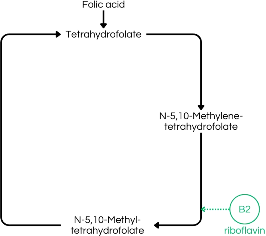 Diagram illustrating the conversion process of folic acid to tetrahydrofolate, then to N-5,10-methylenetetrahydrofolate, involving riboflavin (B2), shown in a cyclical flow with arrows marking each step.