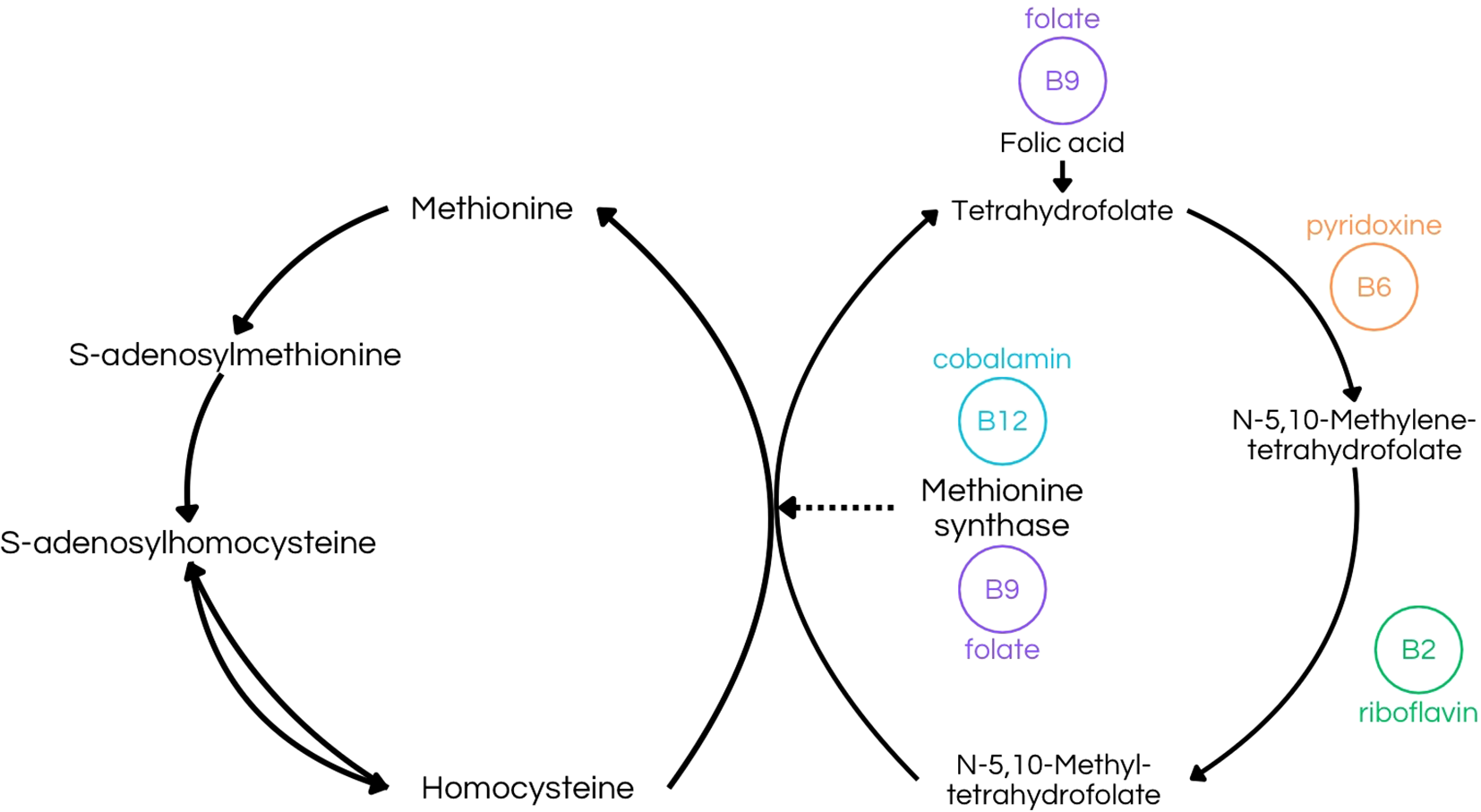 Diagram of the methionine cycle, showing the conversion from methionine to S-adenosylmethionine, then to S-adenosylhomocysteine, and finally to homocysteine. The cycle includes folate (B9), pyridoxine (B6), cobalamin (B12), and riboflavin (B2) affecting the transformation of homocysteine back to methionine through methionine synthase and N-5,10-methylene-tetrahydrofolate. Each vitamin is highlighted in different colors.