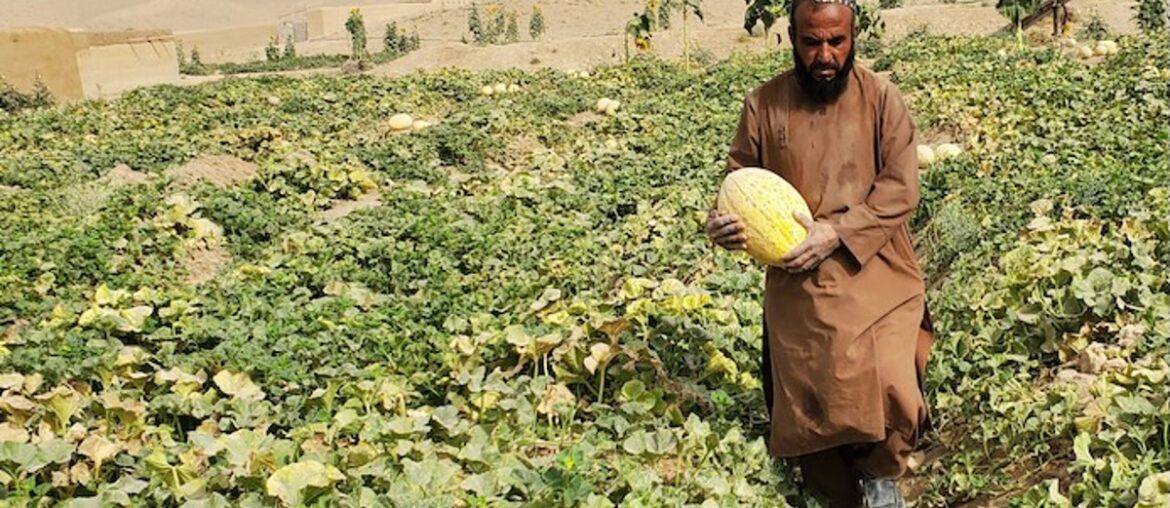 Hunger Wars: Conflict, Food Security and Nutrition