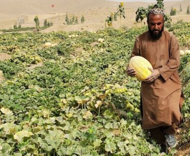 Hunger Wars: Conflict, Food Security and Nutrition