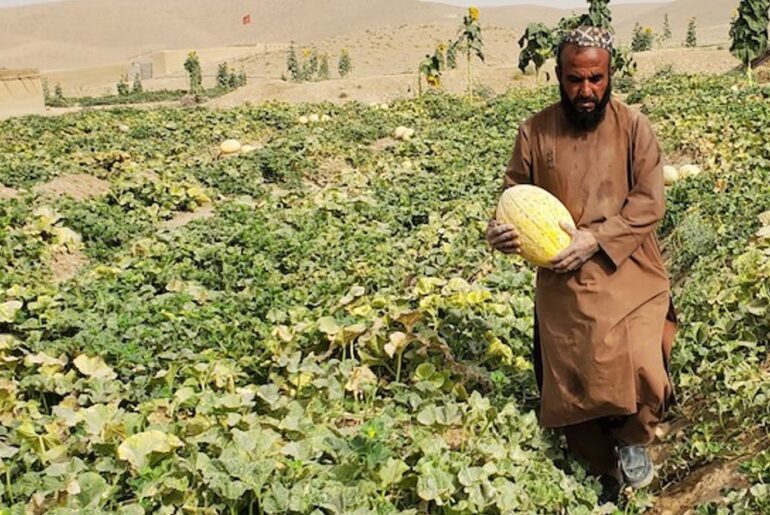 Hunger Wars: Conflict, Food Security and Nutrition