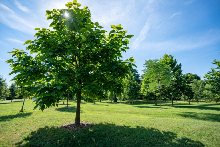 UofL study shows living near trees benefits the immune system
