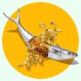When To Take Fish Oil Supplements For Heart, Brain, Eye, And Joint Health