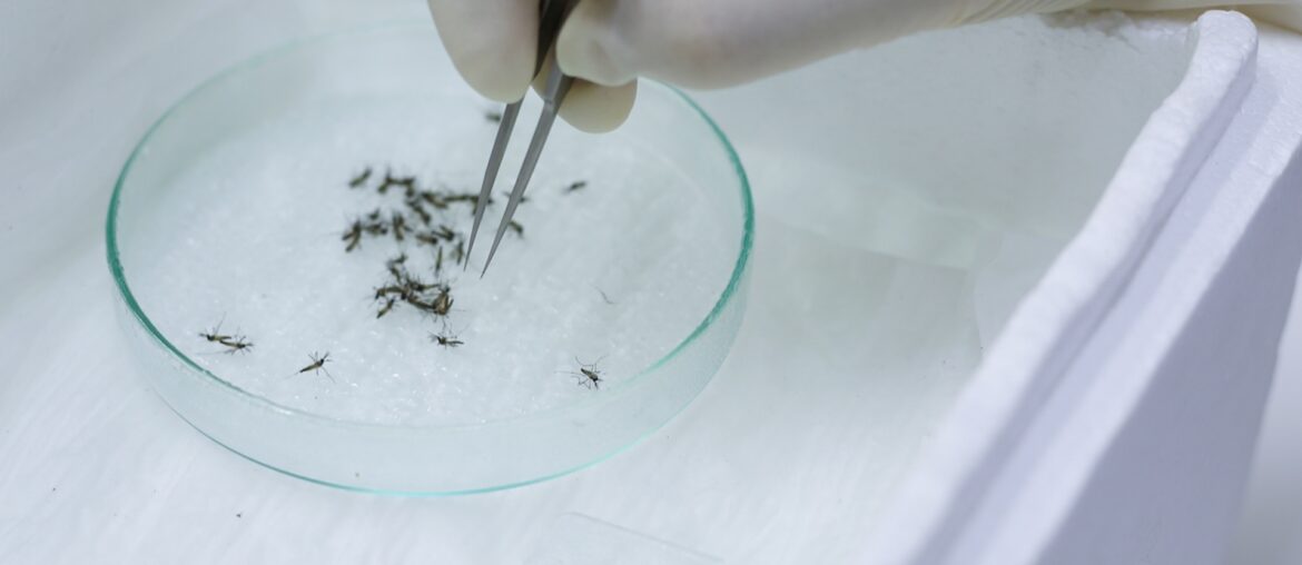 As mosquitoes become more immune to insecticides, scientists find a way to limit reproduction