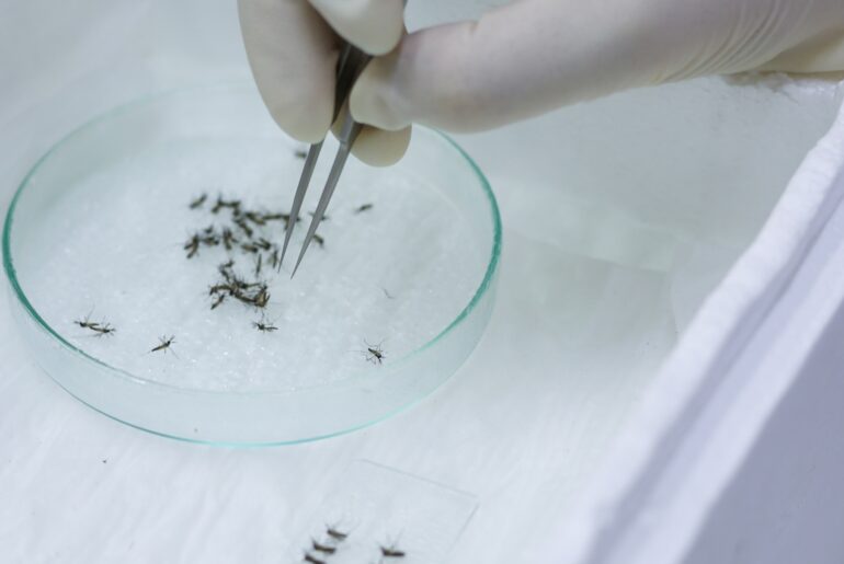 As mosquitoes become more immune to insecticides, scientists find a way to limit reproduction