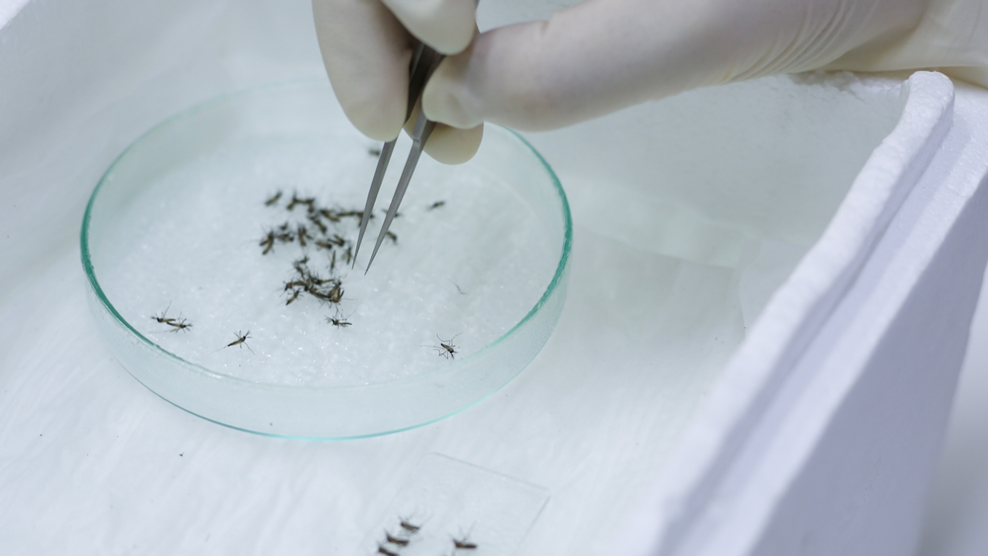 As mosquitoes become more immune to insecticides, scientists find a way to limit reproduction