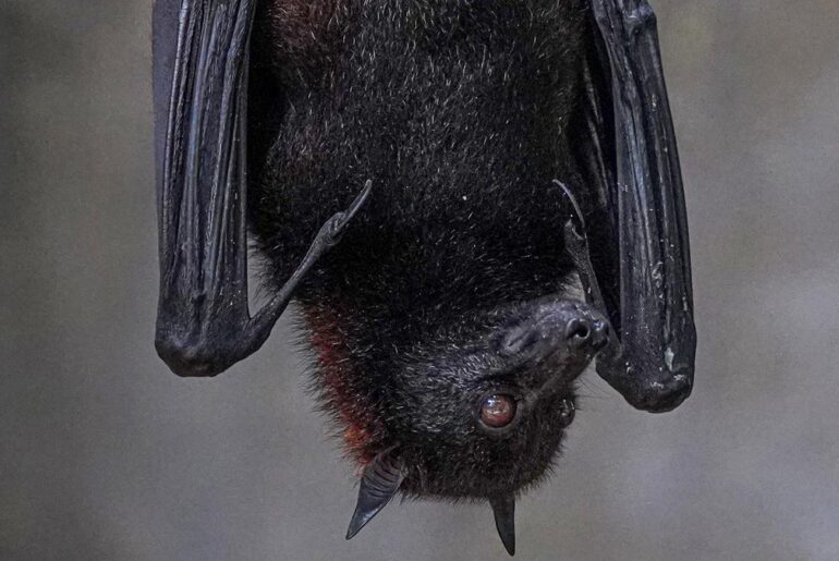 Call to quantify bat poop nutrition for crops