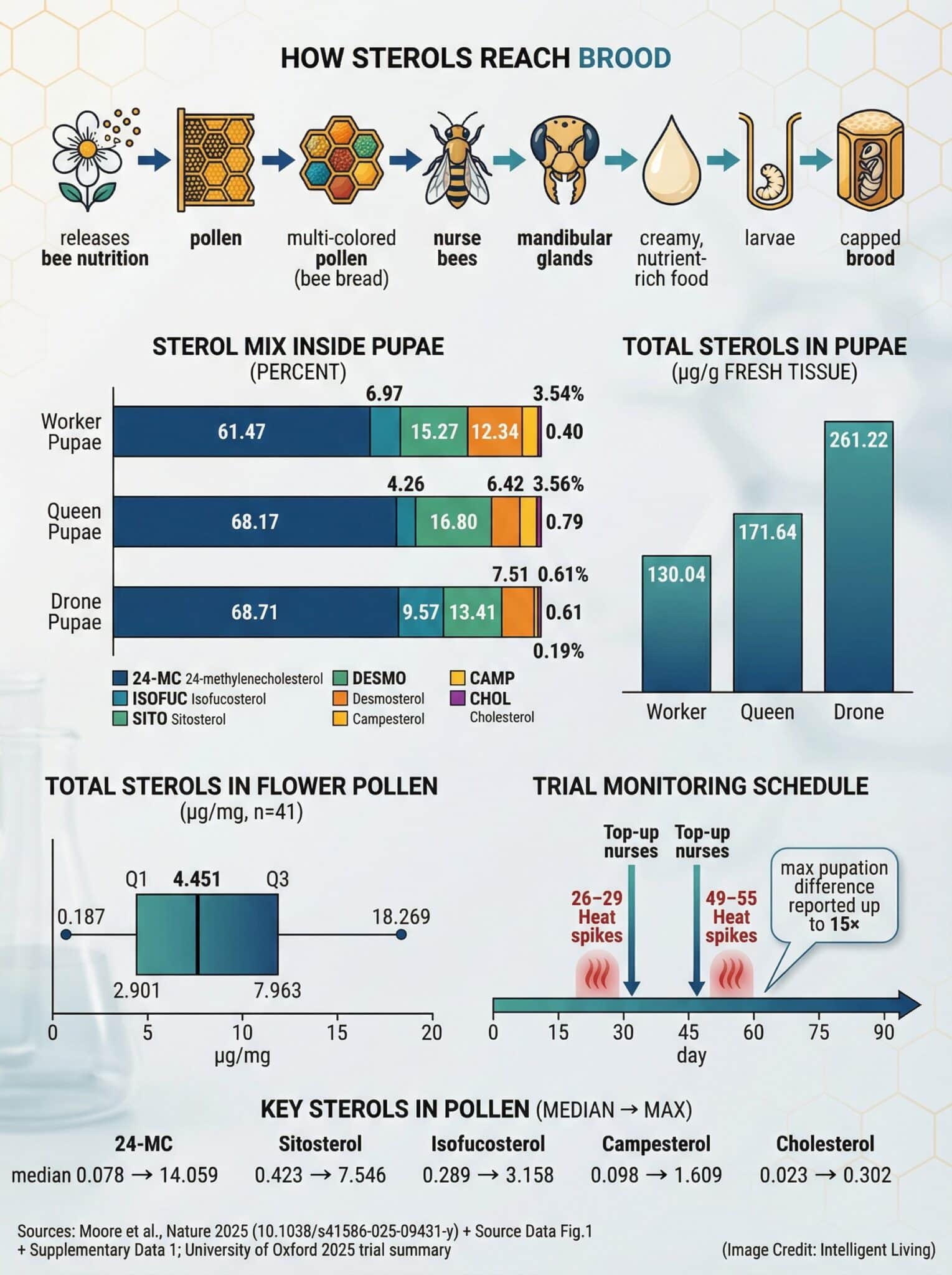 A data-rich visual showing sterol transfer from pollen to brood, measured sterol composition in worker/queen/drone pupae, pollen sterol variability across 41 bee-pollinated plants, and the trial timeline behind the brood surge.