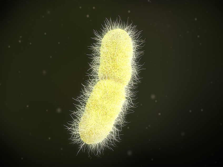 Kp-OMV4 elicits strong immunity against K. pneumoniae