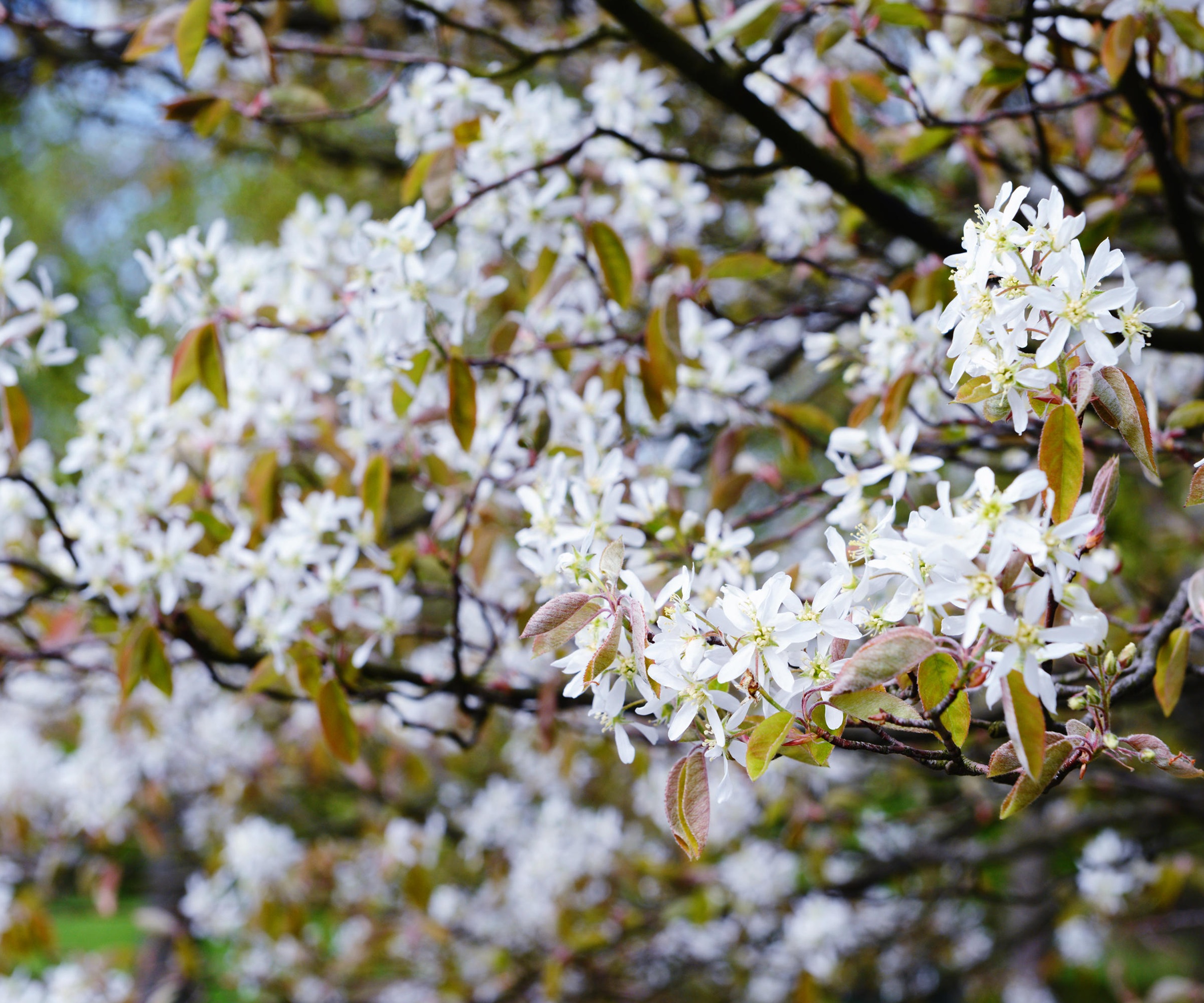 Amelanchier, Serviceberry