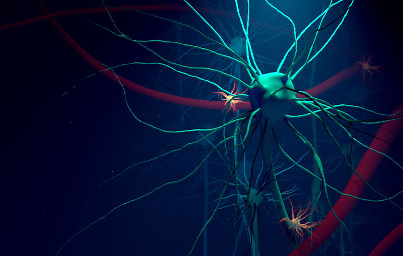 Lysoveta study shows brain delivery of EPA and DHA