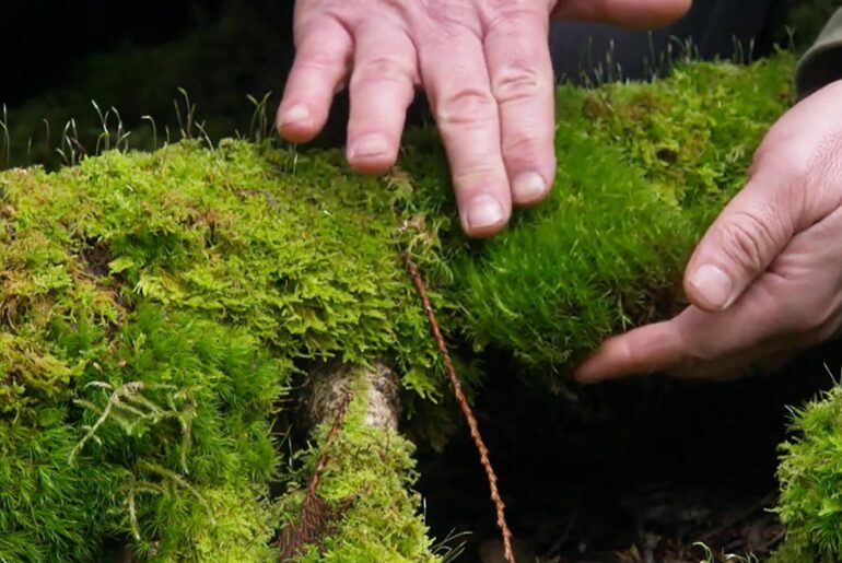 The beauty of moss - CBS News