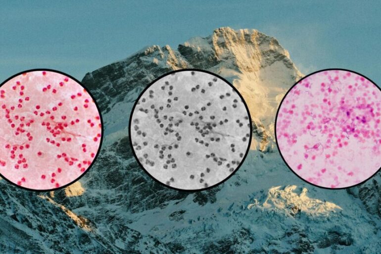 Can Probiotics Help Climbers Better Adjust to High Altitude?