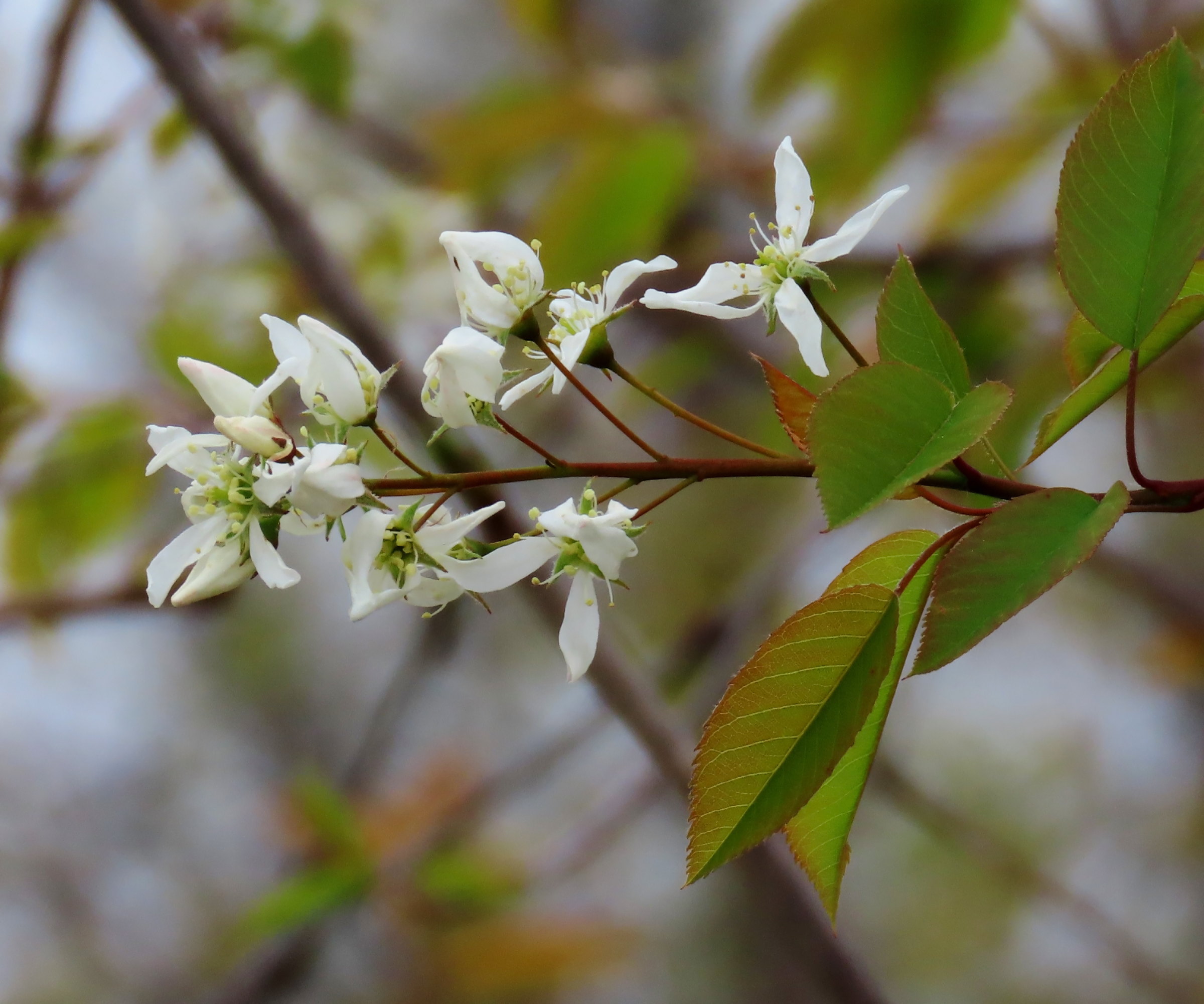 White flower blossoms are flowering on a common serviceberry tree