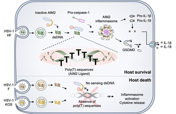 How the host immune sensor recognizes viral DNA. Image: UNIST - Seoul Economic Daily Technology News from South Korea