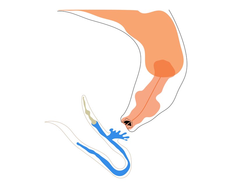 Drawing of an orange-coloured Pristionchus pacificus nematode as it sucks the life out of a small Caenorhabditis elegans larva