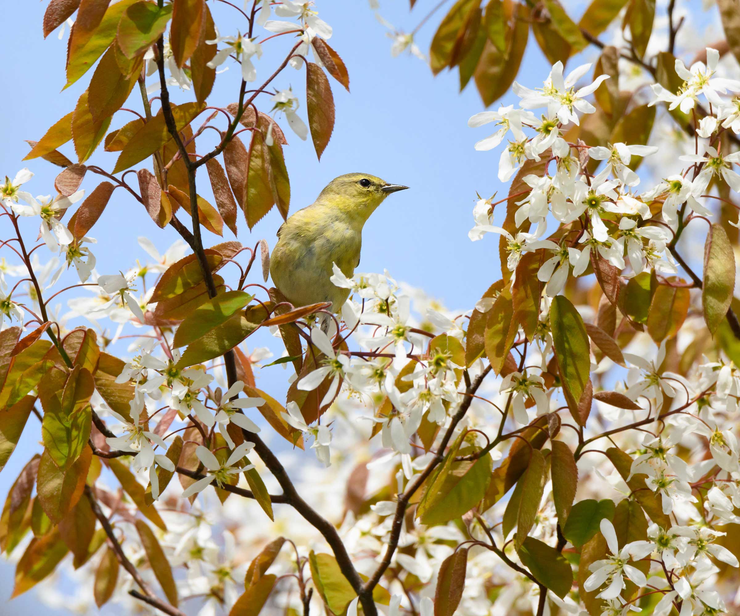 bird in flowering serviceberry tree