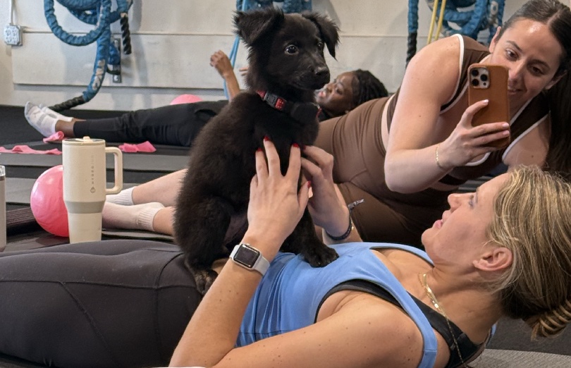 puppies_and_pilates_dog