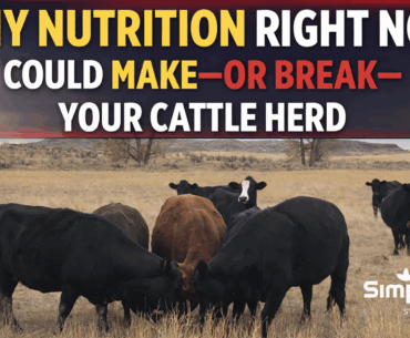 Why Nutrition Right Now Could Make—or Break—Your Cattle Herd