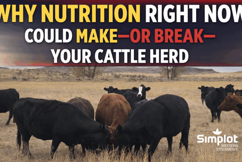 Why Nutrition Right Now Could Make—or Break—Your Cattle Herd