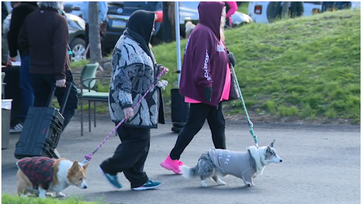 Pittsburgh canine wellness fair helps dogs stay healthy