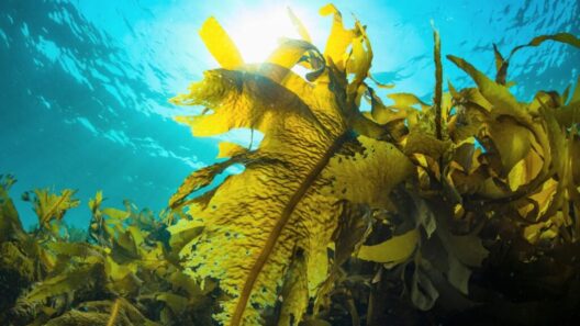 Seaweed supplement reduces methane emissions in grazing cattle