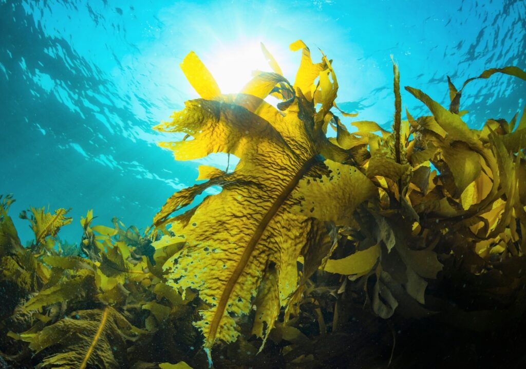 Seaweed supplement reduces methane emissions in grazing cattle