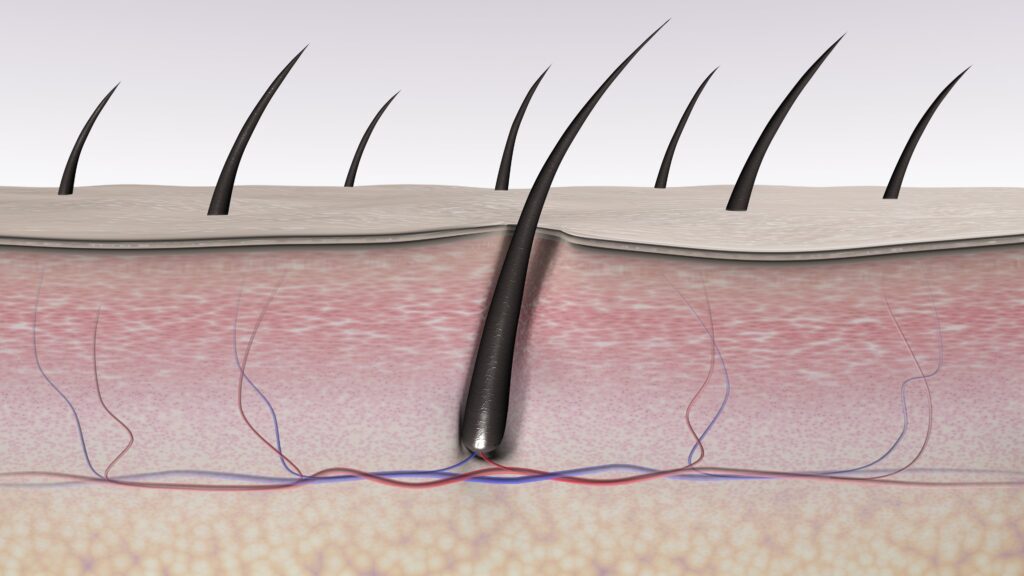 Immune surveillance structures found in skin hair follicles | UCR News