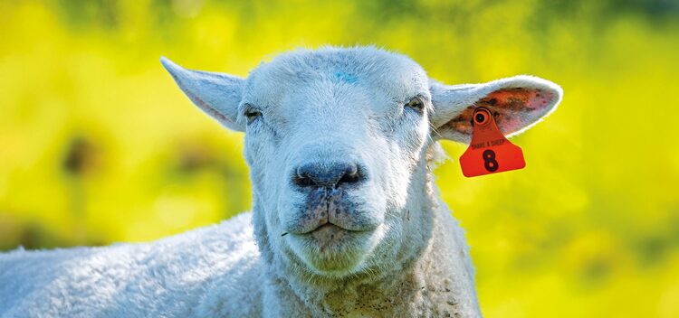 Chemvet Australia provides a wide range of products, including management tags, spray-on blowfly protection and sheep drenches.