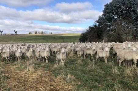 Vitamin trial boosts lamb survival by 5%