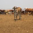 Slow State-controlled FMD vaccination will fail to eradicate outbreaks – FMD Response SA