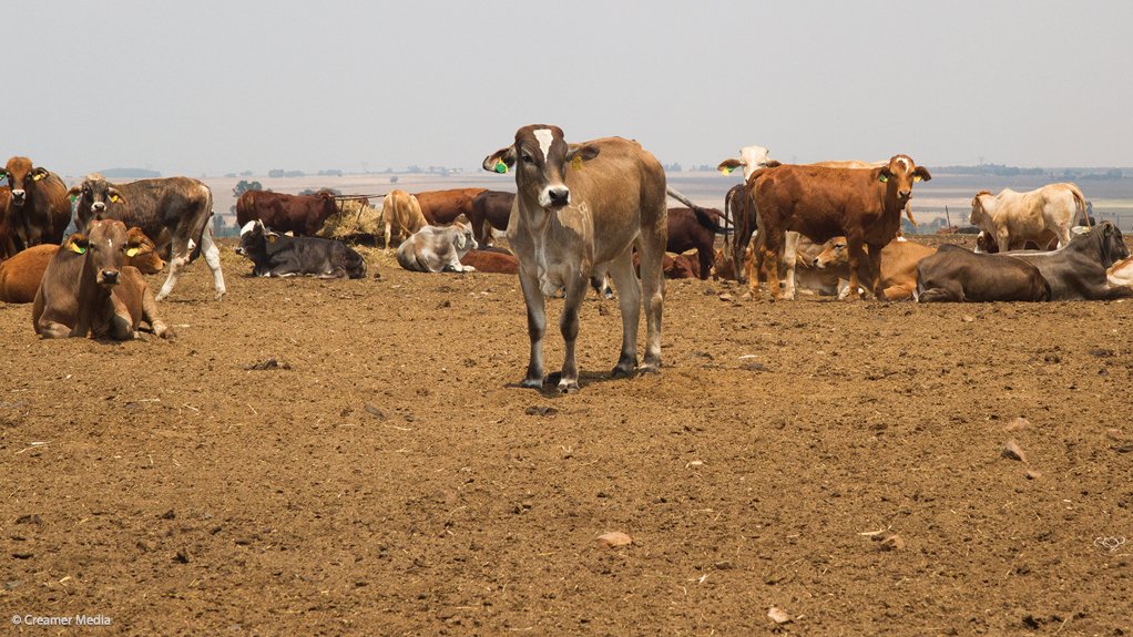 Slow State-controlled FMD vaccination will fail to eradicate outbreaks – FMD Response SA