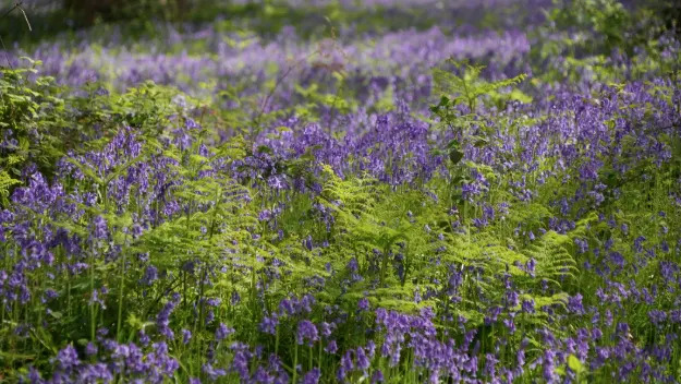 A field of bluebells with sunlight coming through.