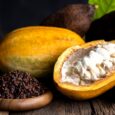 Nutraceuticals: Cocoa takes center stage in Berkem’s wellness push